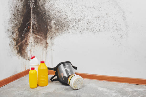 Best Office Mold Removal Services  in Worthington, KY