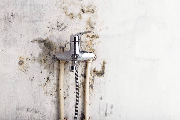 Best Best Mold Removal Companies  in Worthington, KY