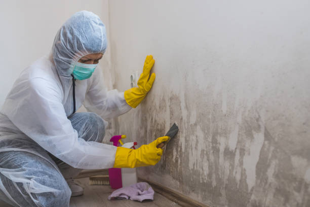 Best Toxic Mold Removal  in Worthington, KY