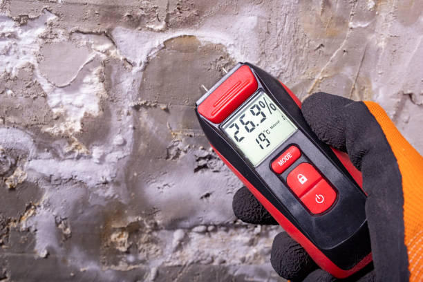 Best Same-Day Mold Removal  in Worthington, KY
