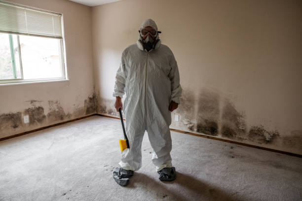 Reliable Worthington, KY Mold Removal Solutions