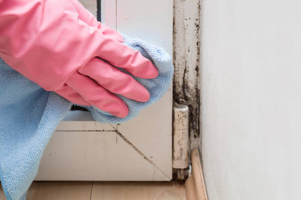 Best Affordable Mold Removal  in Worthington, KY